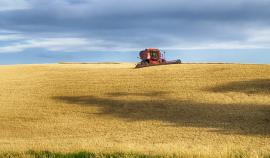 В Татарстане разработали механизм по оценке урожайности пшеницы
